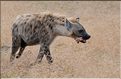 Les hyènes du N'Gorongoro. (3)
