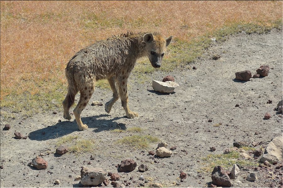 Les hyènes du N'Gorongoro. (6)