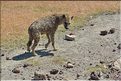 Les hyènes du N'Gorongoro. (6)