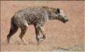 Les hyènes du N'Gorongoro. (7)