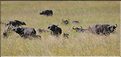 Les buffles du N'Gorongoro. (6)