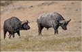 Les buffles du N'Gorongoro. (7)