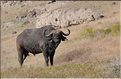 Les buffles du N'Gorongoro. (8)