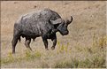 Les buffles du N'Gorongoro. (9)