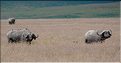 Les buffles du N'Gorongoro. (11)