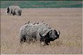Les buffles du N'Gorongoro. (15)
