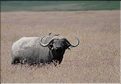 Les buffles du N'Gorongoro. (16)