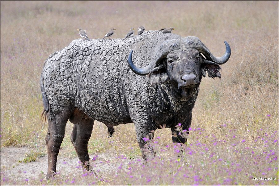 Les buffles du N'Gorongoro. (17)