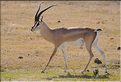 Les gazelles de Grant du N'Gorongoro. (1)