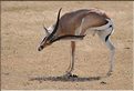 Les gazelles de Grant du N'Gorongoro. (2)