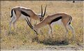 Elles sont souvent accompagnées des gazelles de Thomson. (3)