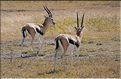 Elles sont souvent accompagnées des gazelles de Thomson. (4)