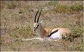 Elles sont souvent accompagnées des gazelles de Thomson. (6)