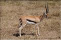 Elles sont souvent accompagnées des gazelles de Thomson. (7)