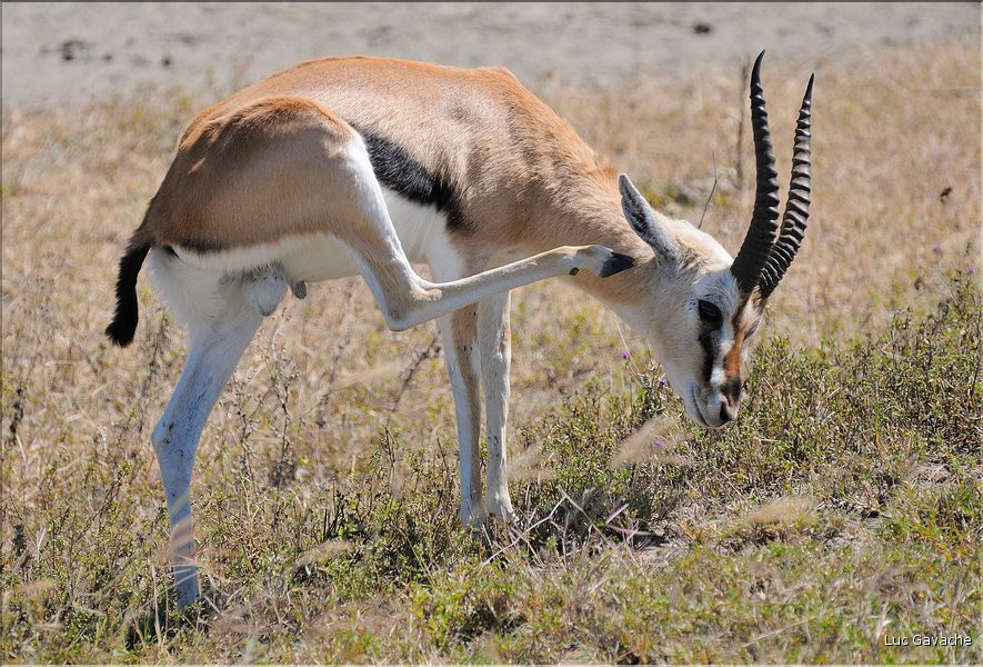 Elles sont souvent accompagnées des gazelles de Thomson. (8)