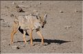 Les chacals du N'Gorongoro. (1)