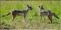 Les chacals du N'Gorongoro. (7)