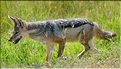 Les chacals du N'Gorongoro. (8)