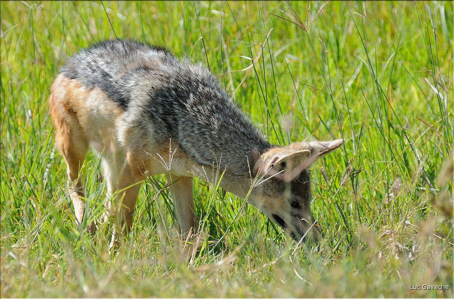 Les chacals du N'Gorongoro. (9)