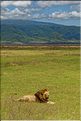 Les lions du N'Gorongoro. (1)