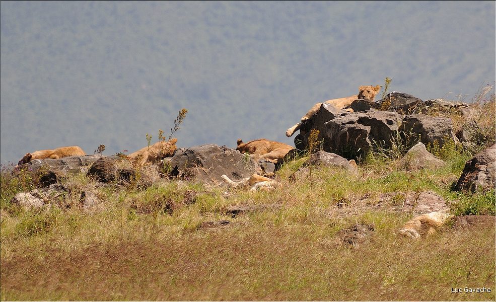 Les lions du N'Gorongoro. (2)