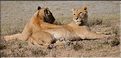 Les lions du N'Gorongoro. (3)