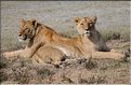 Les lions du N'Gorongoro. (4)