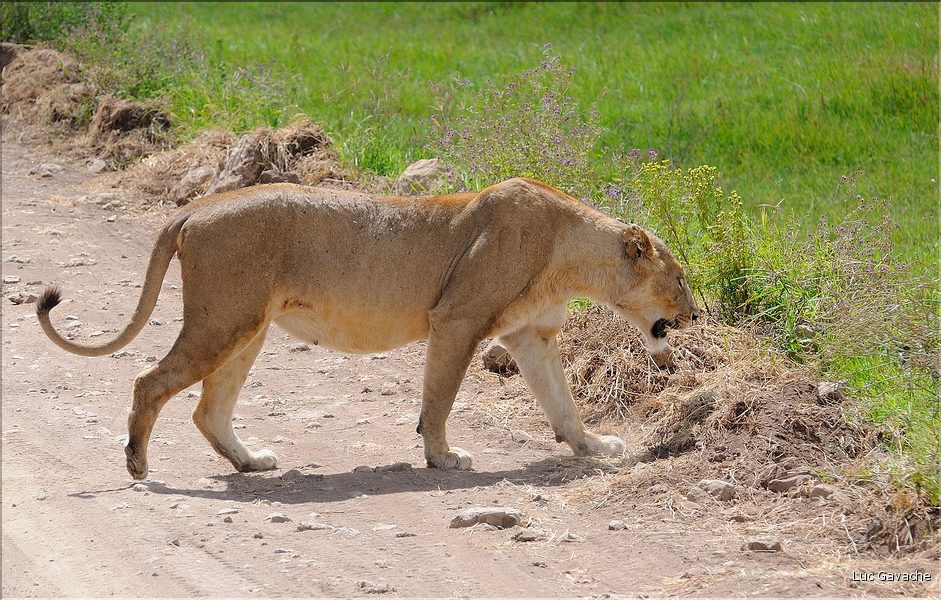 Les lions du N'Gorongoro. (5)