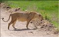 Les lions du N'Gorongoro. (5)