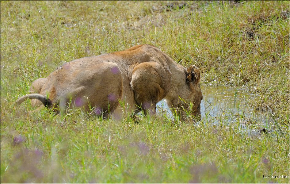 Les lions du N'Gorongoro. (6)