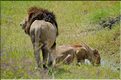 Les lions du N'Gorongoro. (7)