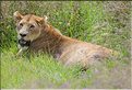 Les lions du N'Gorongoro. (8)