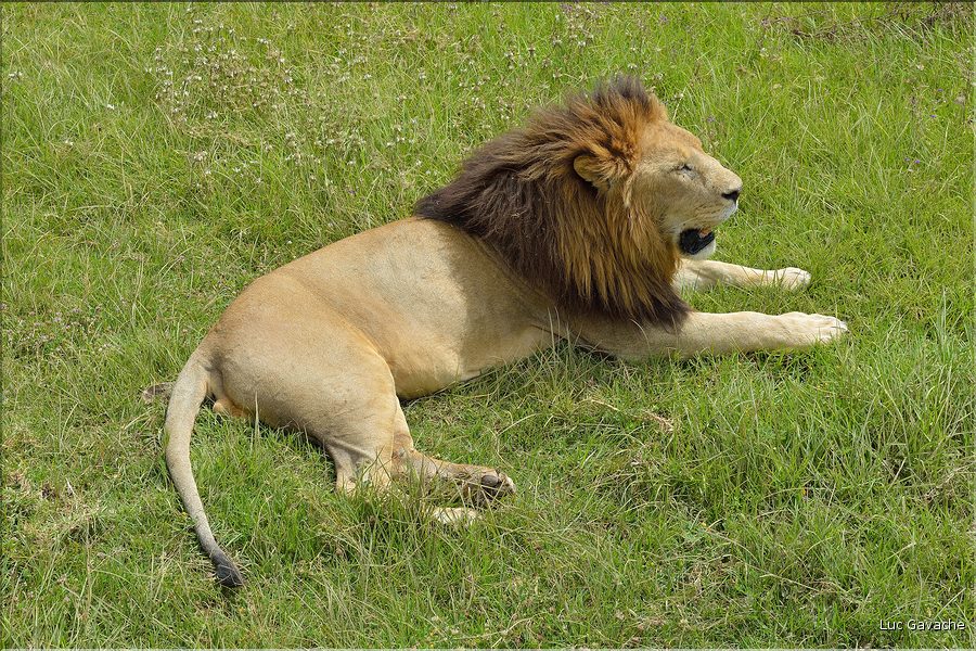 Les lions du N'Gorongoro. (9)