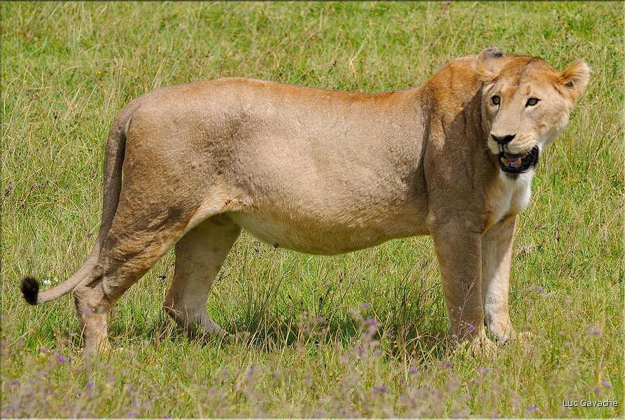 Les lions du N'Gorongoro. (10)