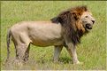 Les lions du N'Gorongoro. (11)