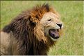 Les lions du N'Gorongoro. (12)