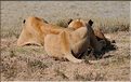 Ces lionnes ne sont pas entrain de dormir, mais essayent de se camoufler pour ne pas être repérée ici par les gnous. (2)