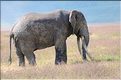 Les éléphants du N'Gorongoro. (1)