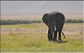 Les éléphants du N'Gorongoro. (2)