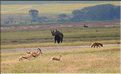 Les rhinocéros du N'Gorongoro. (1)