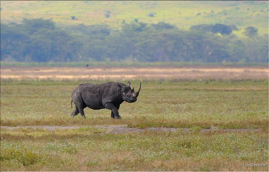 Les rhinocéros du N'Gorongoro. (2)