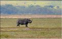 Les rhinocéros du N'Gorongoro. (2)