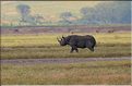Les rhinocéros du N'Gorongoro. (3)