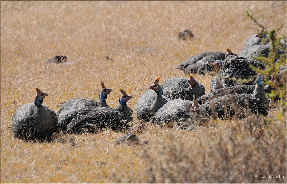 Les oiseaux du N'Gorongoro. Ici des Pintades de Numidie. (2)