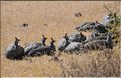 Les oiseaux du N'Gorongoro. Ici des Pintades de Numidie. (2)