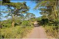 En chemin vers la sortie du cratère du N'Gorongoro. (7)