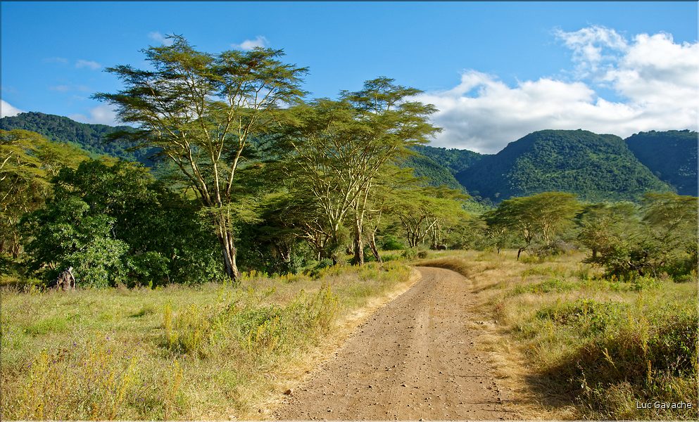 En chemin vers la sortie du cratère du N'Gorongoro. (8)