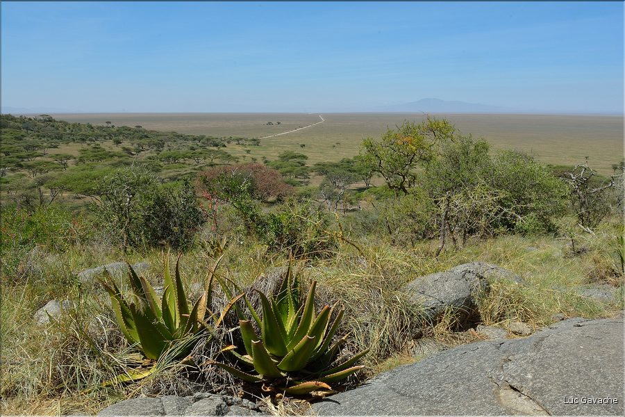 Le Serengeti est en grande partie composé de plaines herbeuses plus ou moins arborées. (1)