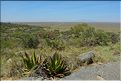 Le Serengeti est en grande partie composé de plaines herbeuses plus ou moins arborées. (1)