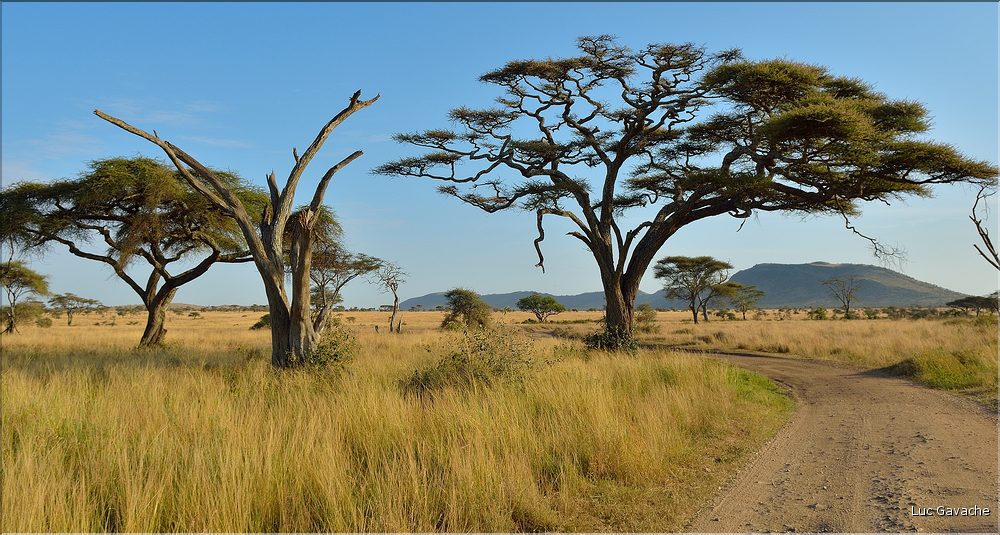 Le Serengeti est en grande partie composé de plaines herbeuses plus ou moins arborées. (3)